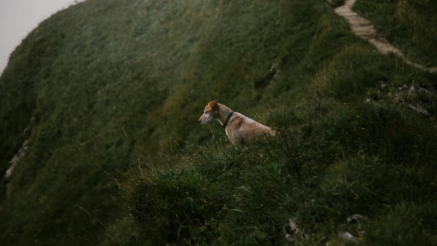 a dog that is sitting down in the grass