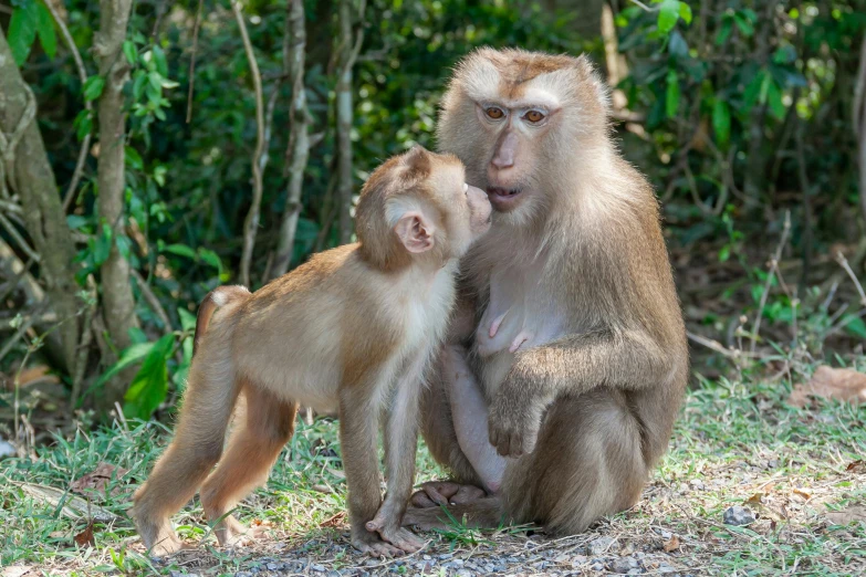 a monkey gives another monkey a kiss outside