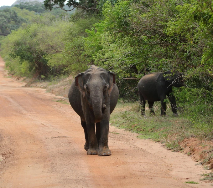 two elephants and a small elephant walking down a dirt road
