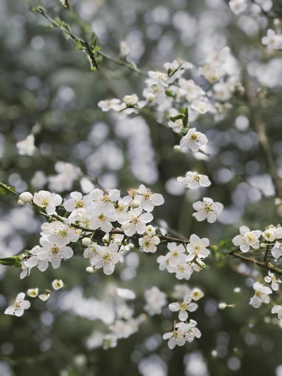 closeup s of white flowers blooming on a tree