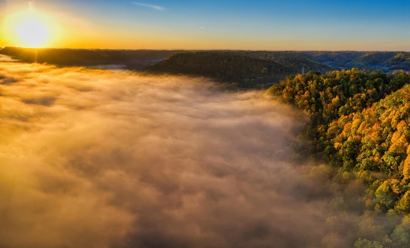 sunrise over the trees in a forest filled with thick fog