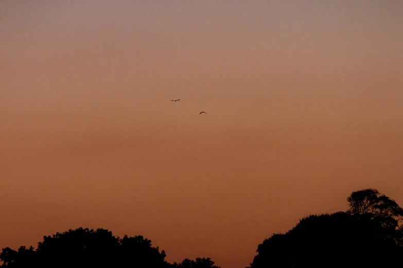 trees with orange and purple sky behind them