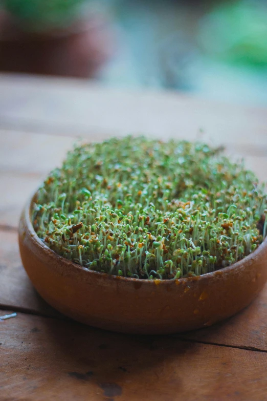 a wooden plate sitting on top of a wooden table covered in green stuff