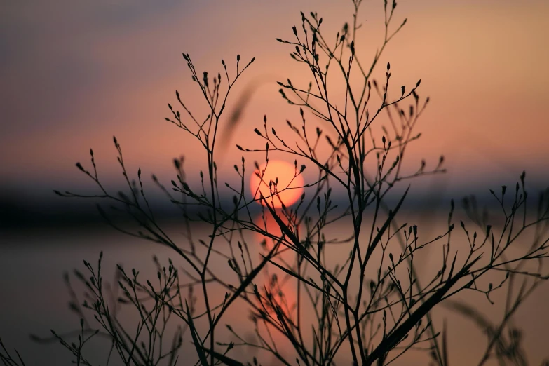 sunset behind tree nches on water background