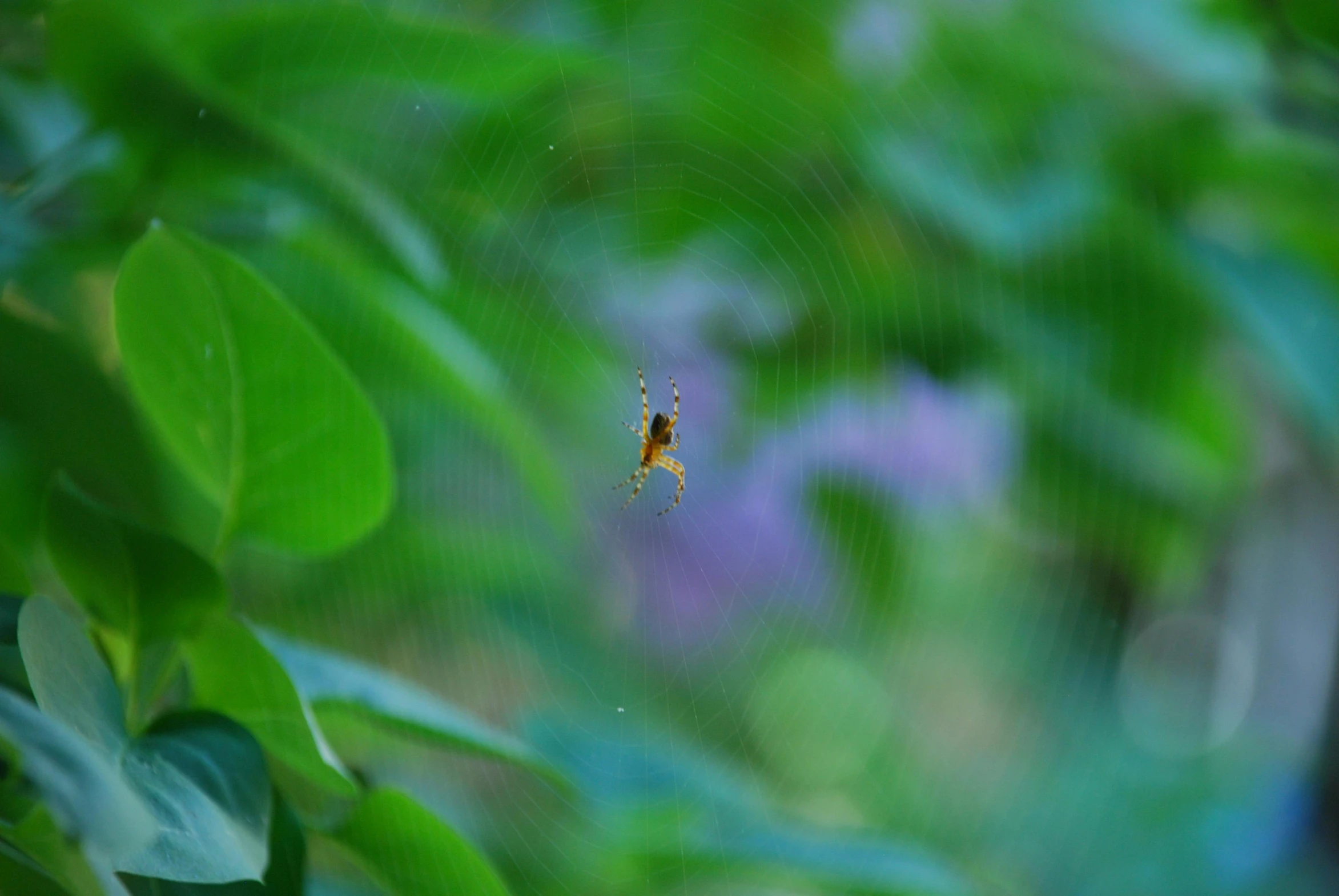 a spider sits in a web on some leaves