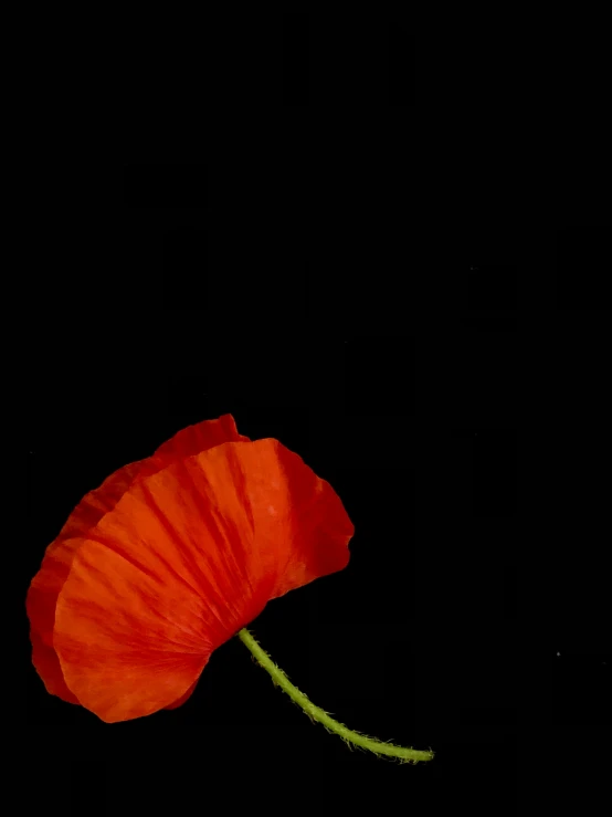 a single poppy flower with stem and leaves illuminated against a dark background