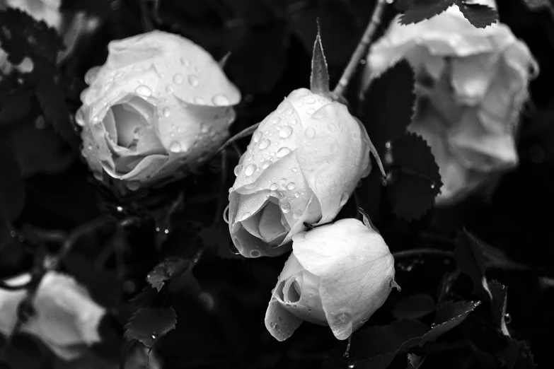 a group of flowers that are sitting together