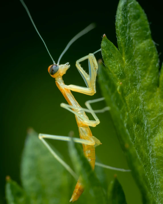 a praying mantise praying on a leaf