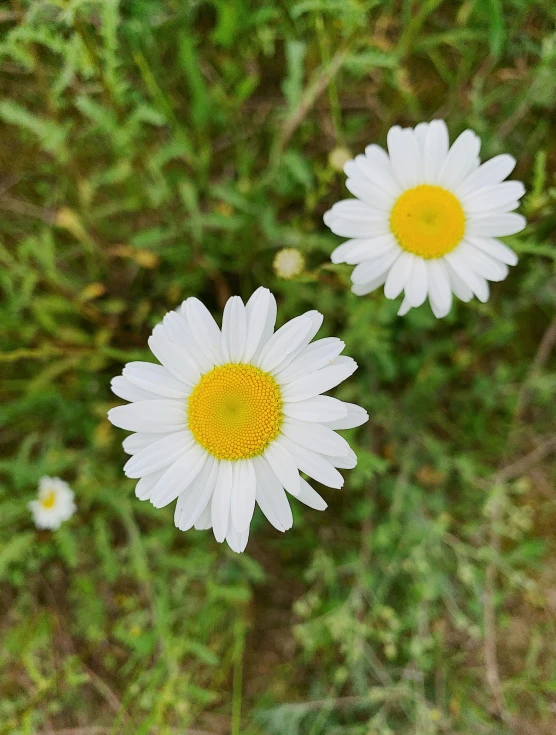 three white daisies sit together in the middle of a green field