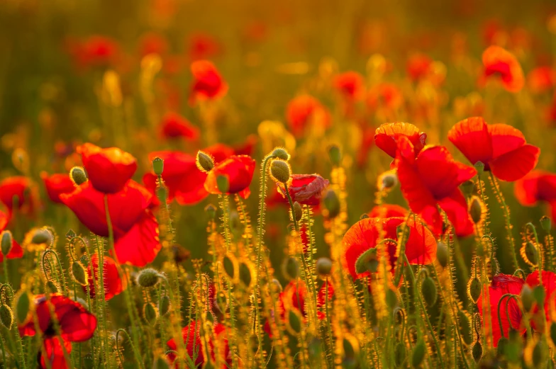 red flowers in the middle of tall grass