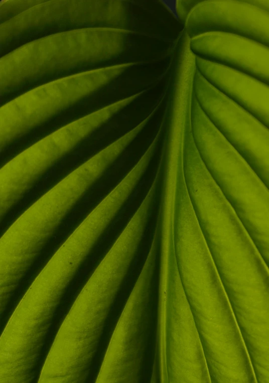 a close up view of the back leaves of a large leaf