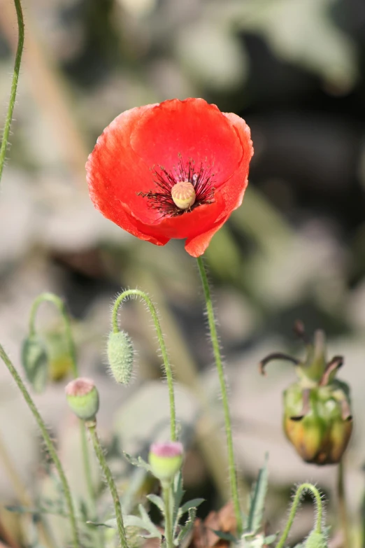 an image of a red flower near other flowers