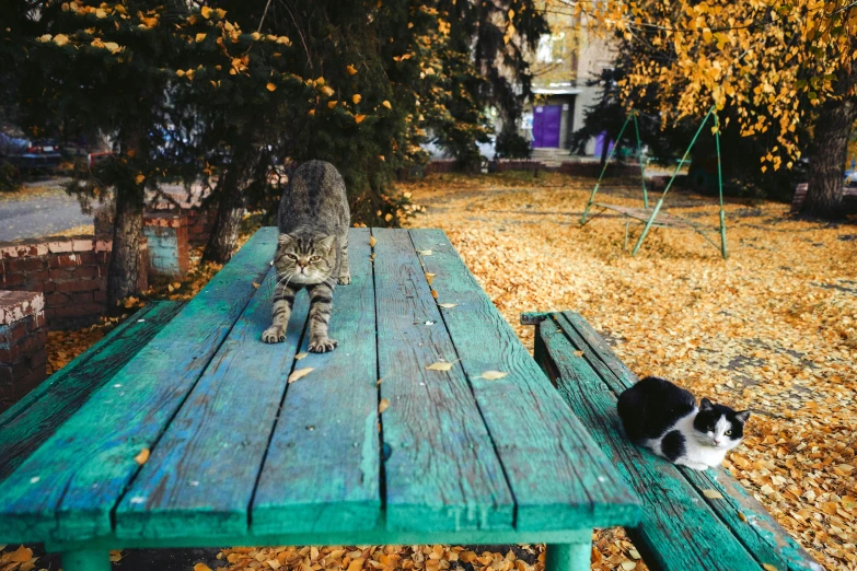 a cat standing next to a cat on a bench