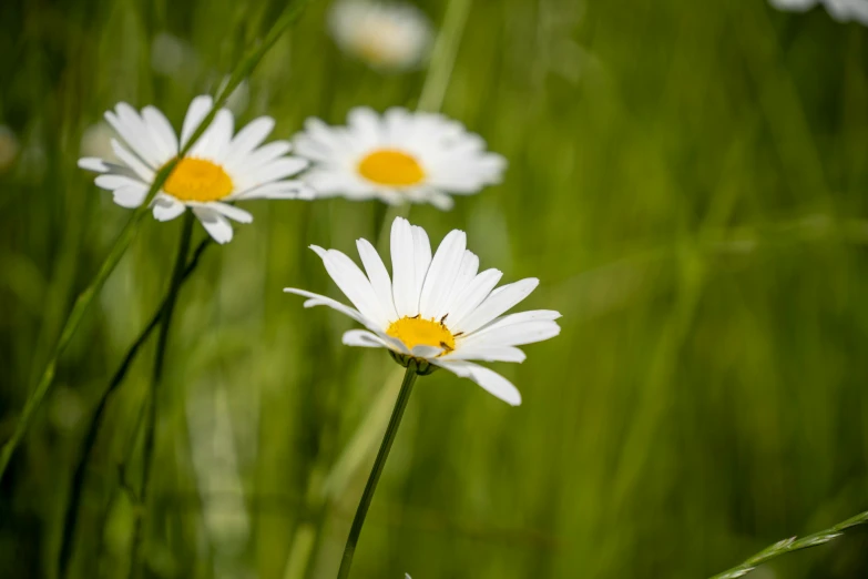 three daisies standing upright in a grassy field