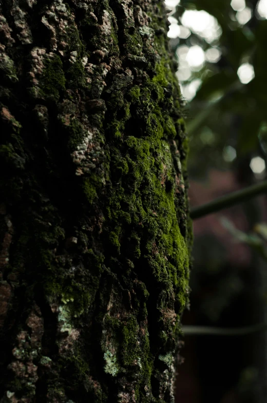 a tree with a very green substance in the bark