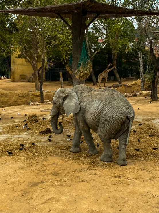 an elephant is walking around its pen at the zoo