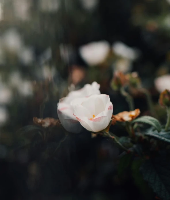 a rose that is outside by itself