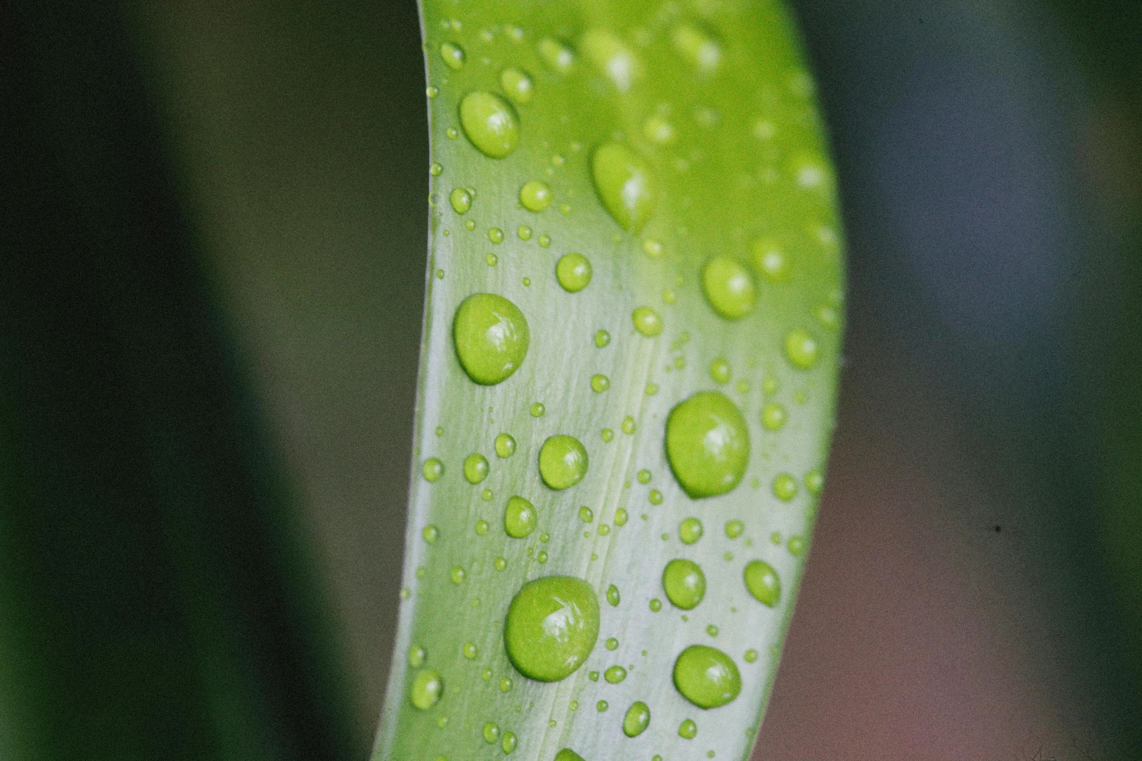 the droplets of dew are on the leaf