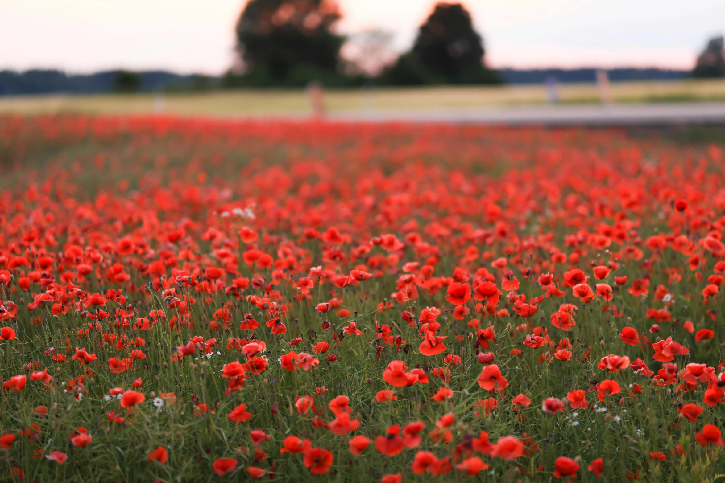 many red flowers are in the field outside