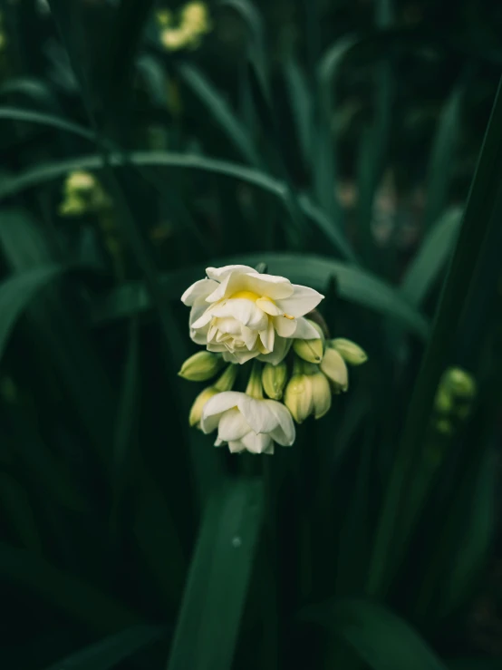 the flowers are yellow and white in color