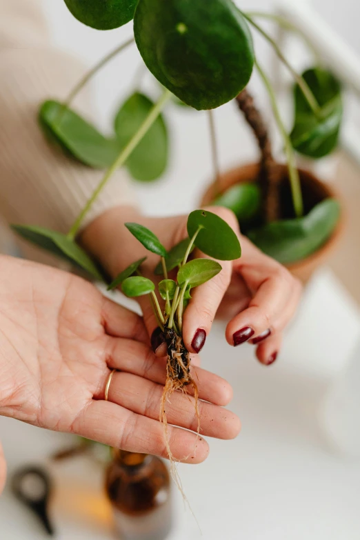 two women with brown nails holding green plants