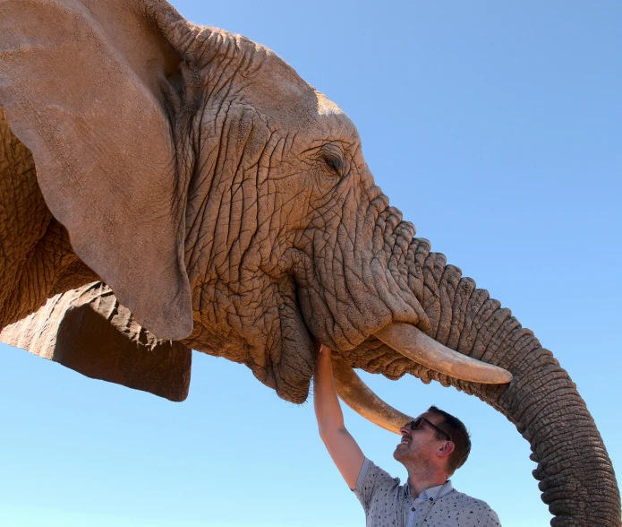 a man touching the trunk of an elephant