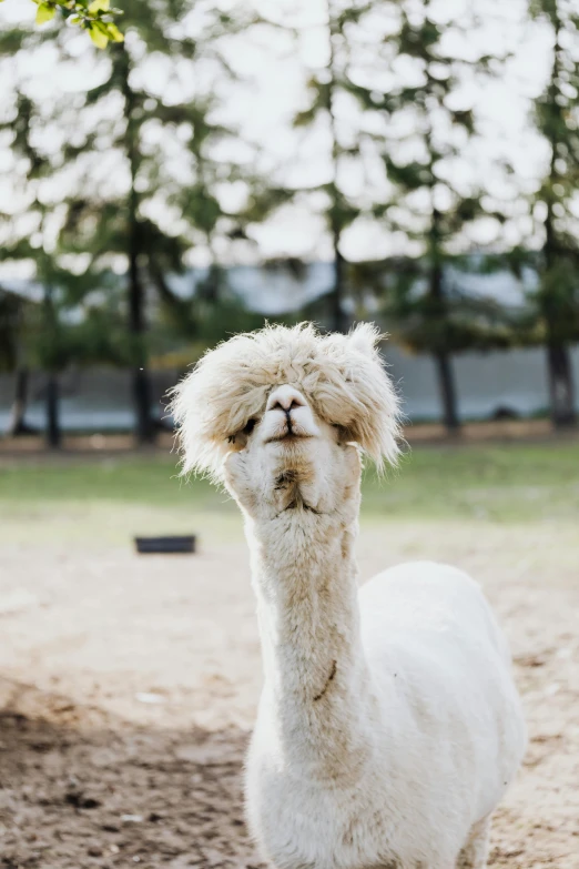 an alpaca with its eyes closed and the forehead pointed upward