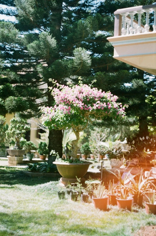 an open patio with potted plants in the foreground and a walkway on the other side