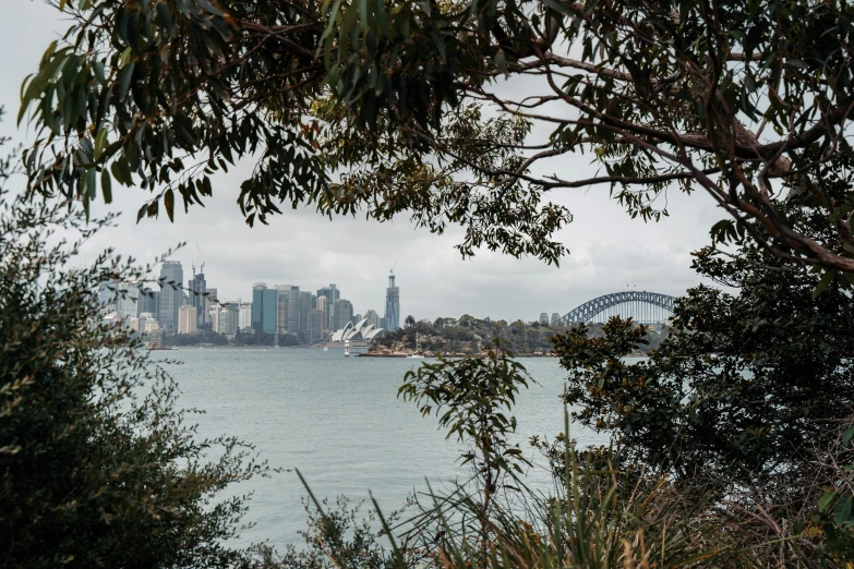 trees near the water and buildings in the city