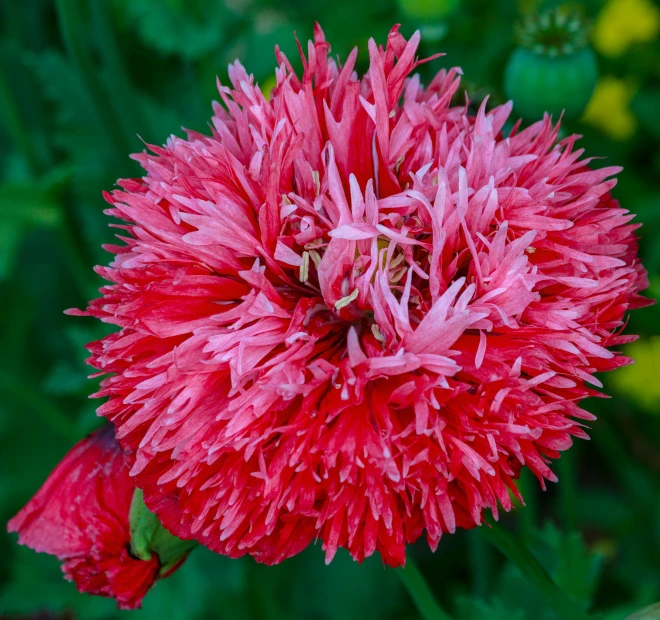 a large flower with bright pink petals in the sun