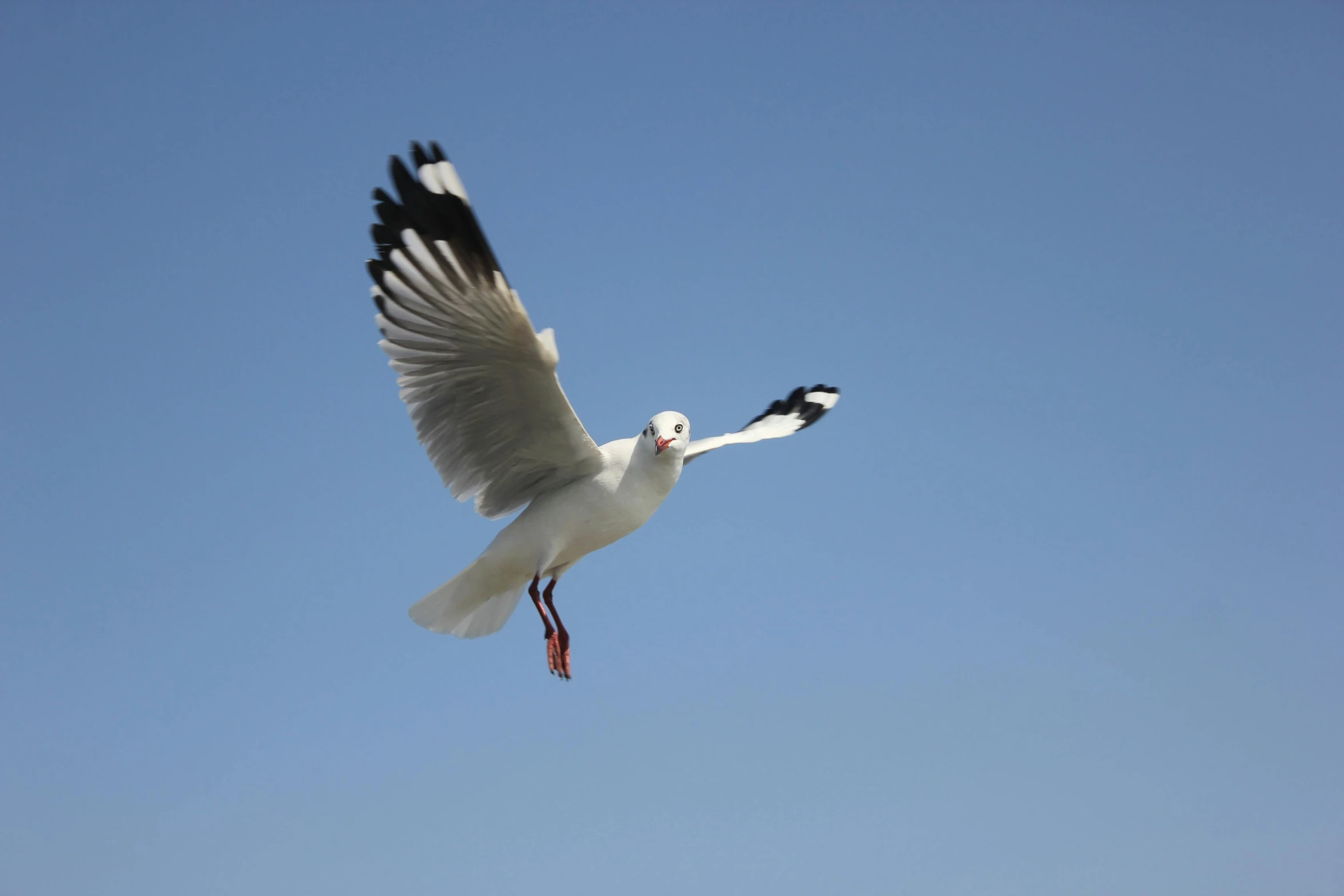 a white bird flying through the blue sky