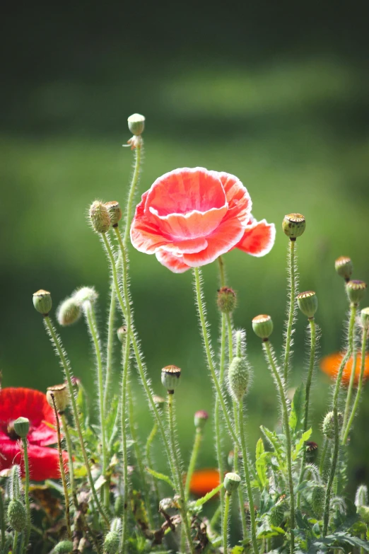 red flowers in grassy area with sun light