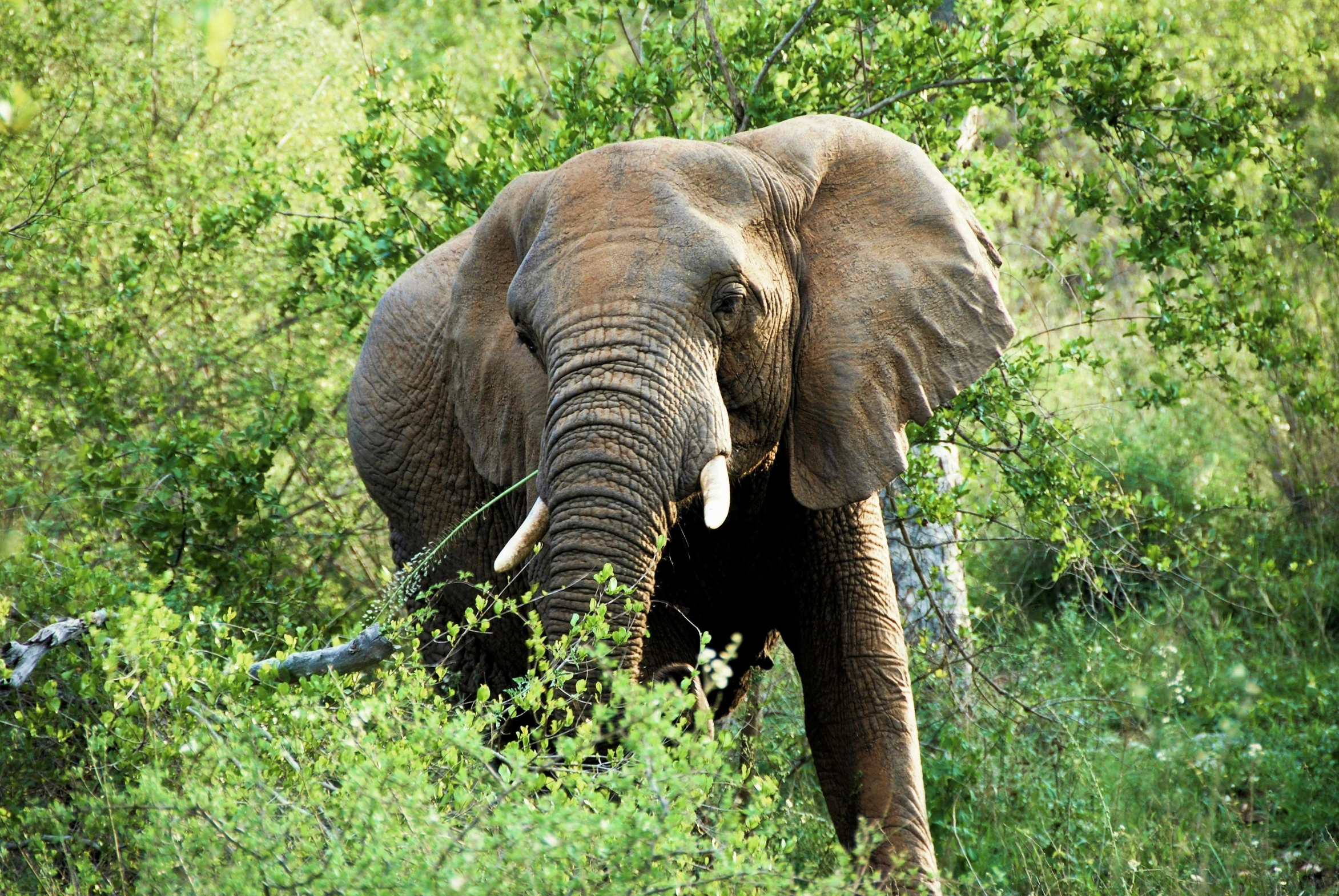 an elephant standing in the middle of lush green grass