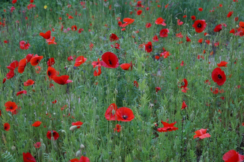 bright red flowers are in a field that has green grass