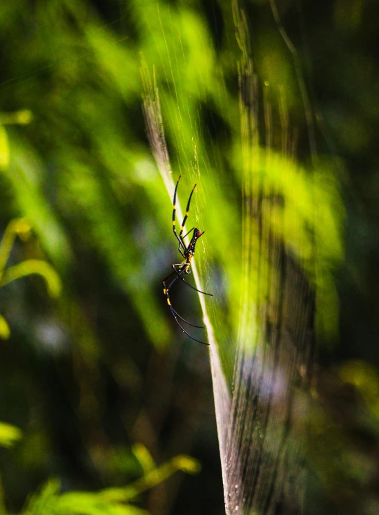 a spider sitting on the side of a piece of wood