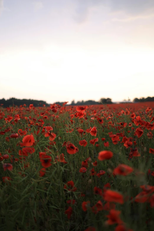 red flowers are in a field on a sunny day