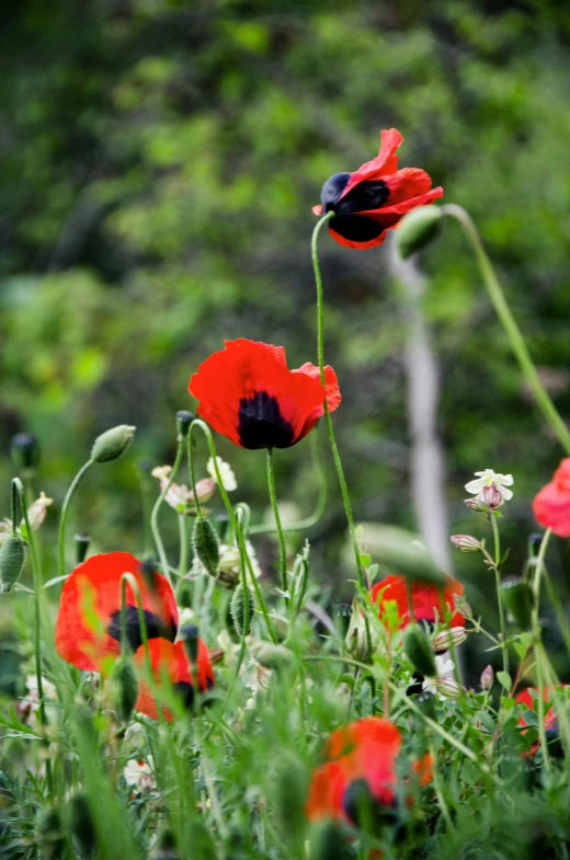 a field full of red flowers with green leaves in the background