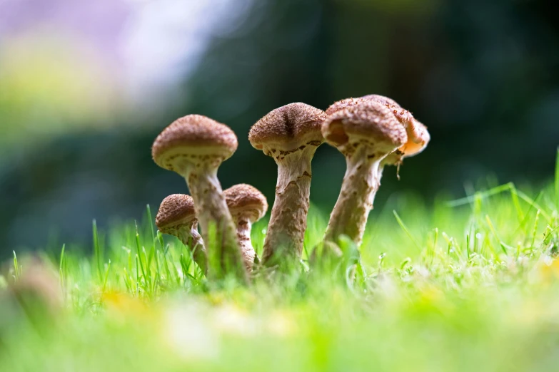 several mushrooms are growing in the green grass