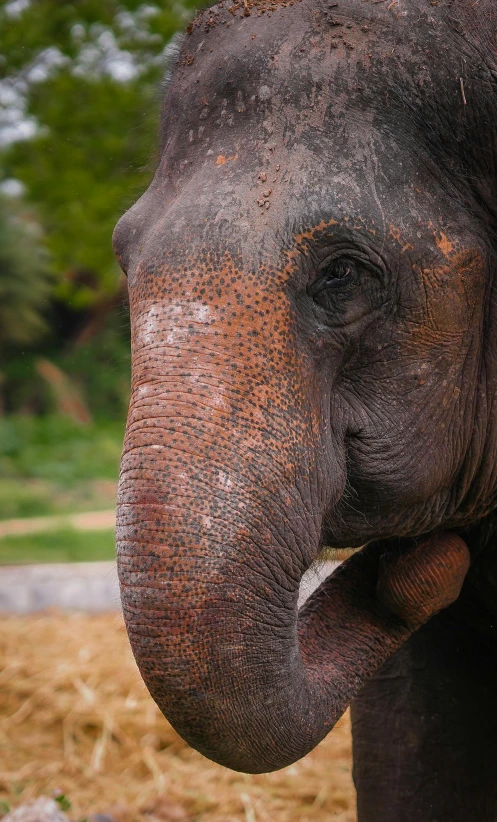 the side of an elephant that's head