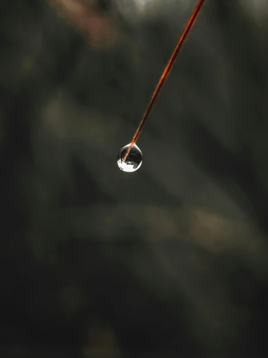 drops of water hang from the tip of a leaf