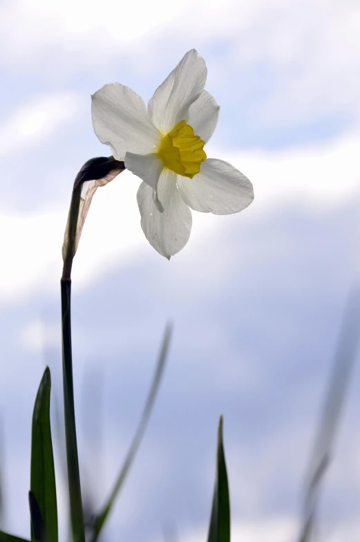 a single flower with a sky background