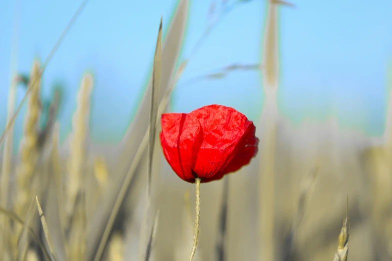 a single flower in the middle of tall grasses