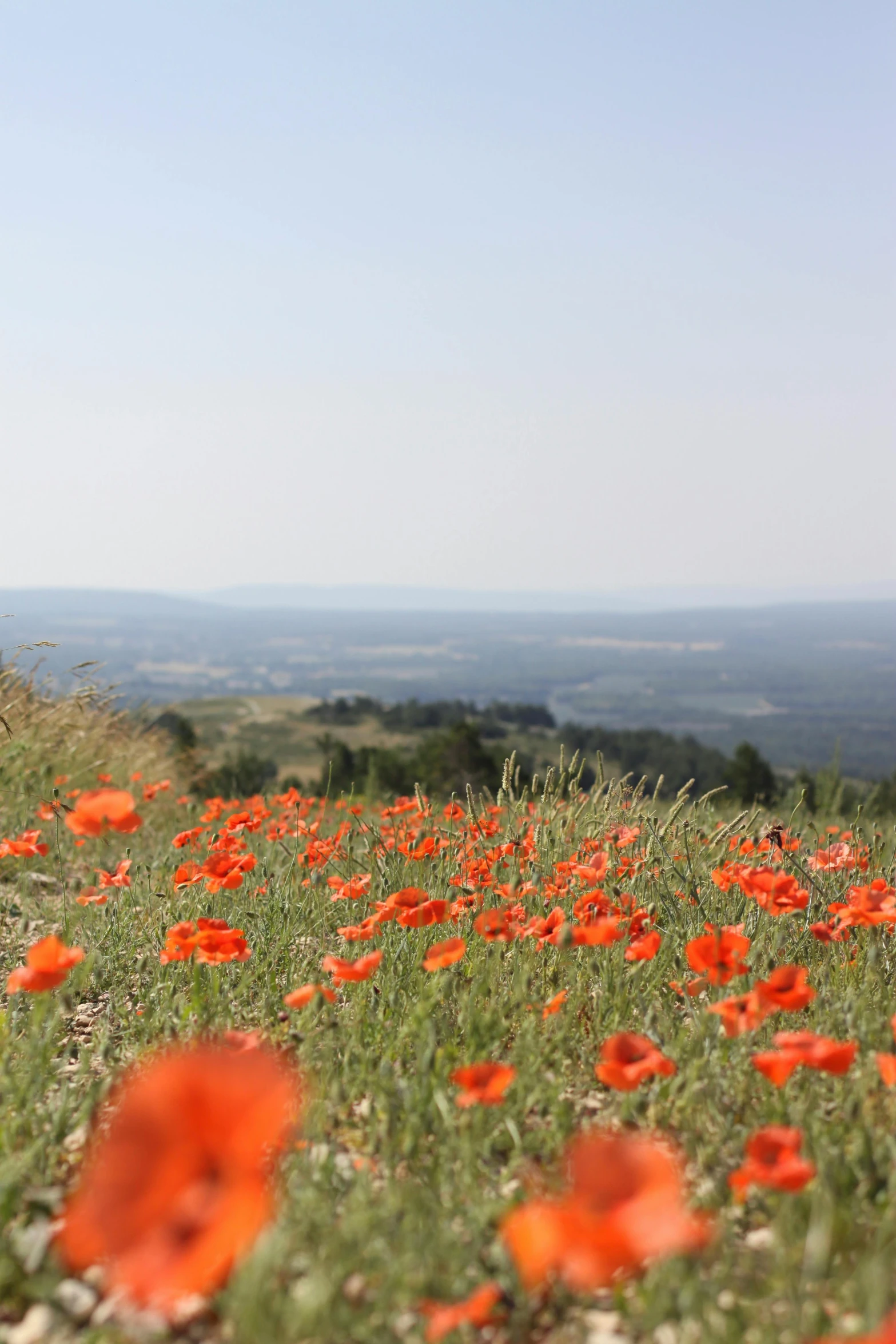 a large field full of bright orange flowers