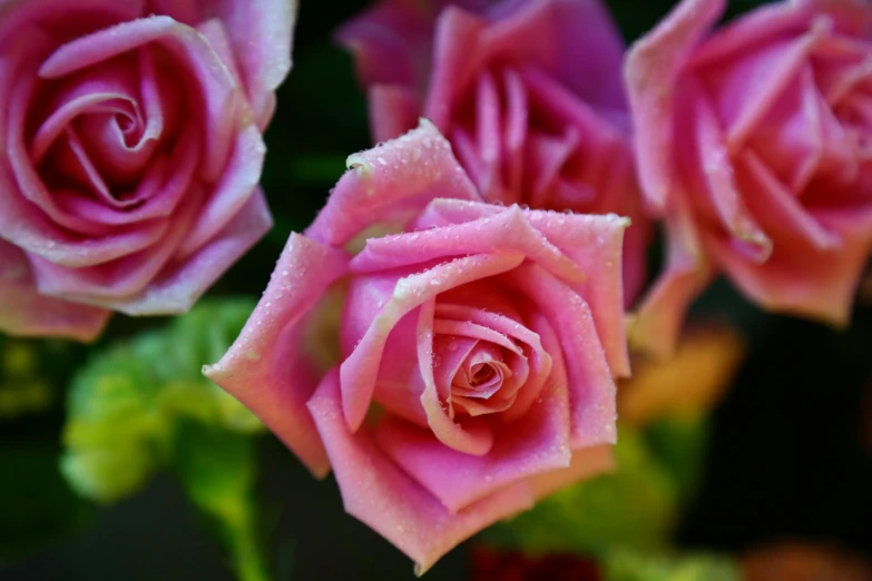 several pink roses in a vase with water droplets
