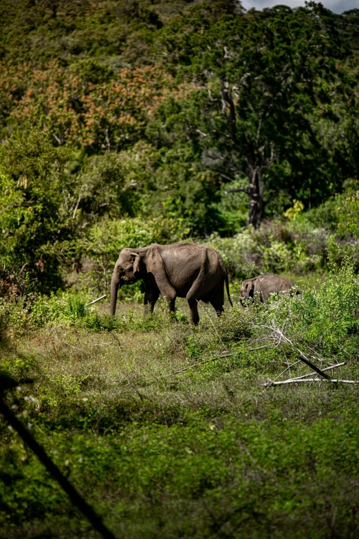 an elephant walks through a forest with his trunk in the air