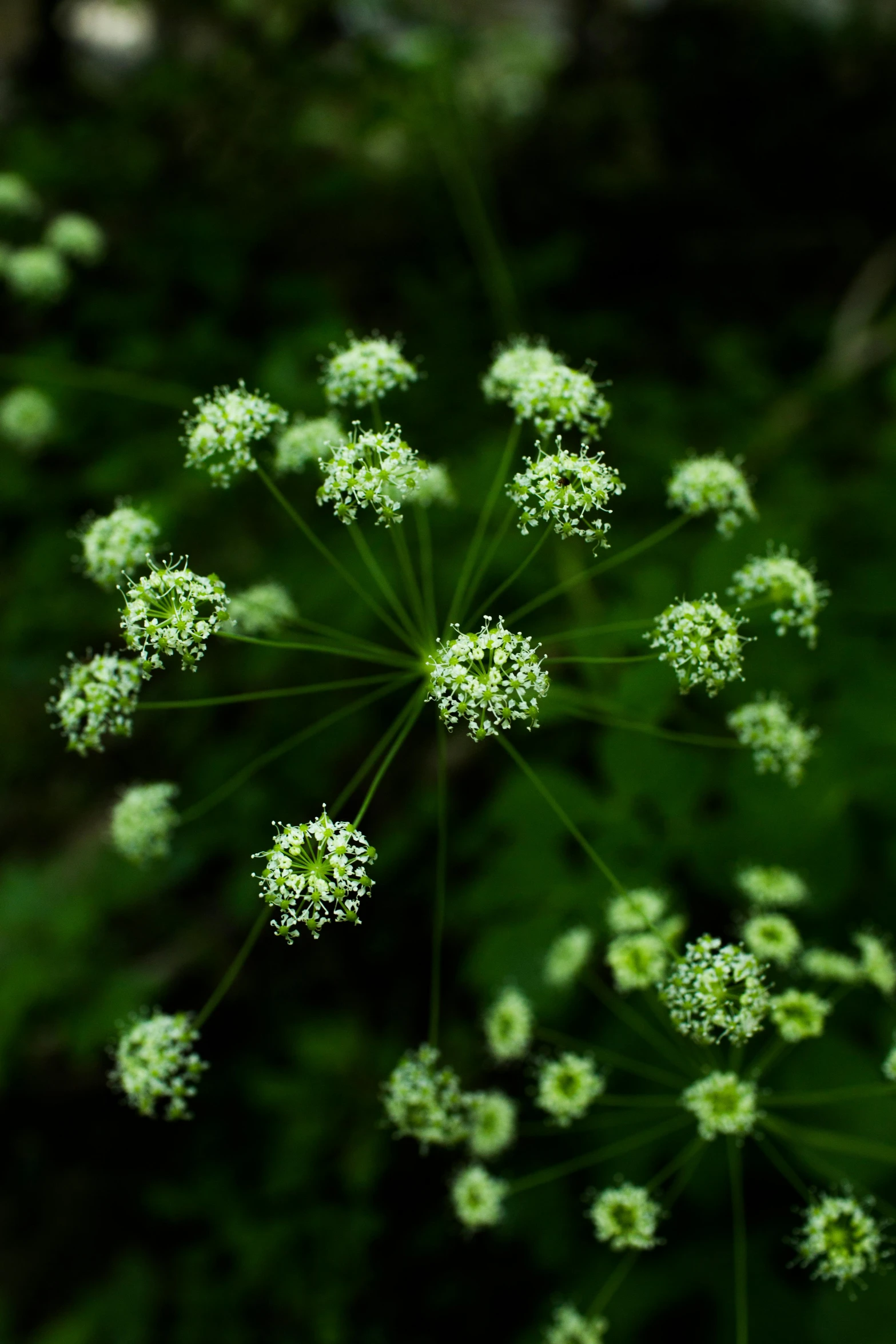 the top view of the flower is showing green