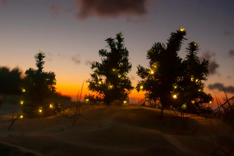 the trees are covered with light bulbs on a beach