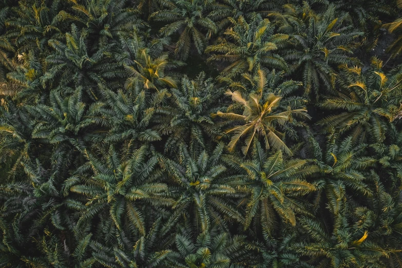 aerial view of trees and bushes from above