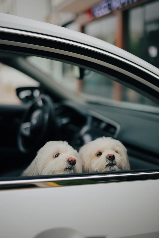 two white dogs in a car sitting next to each other