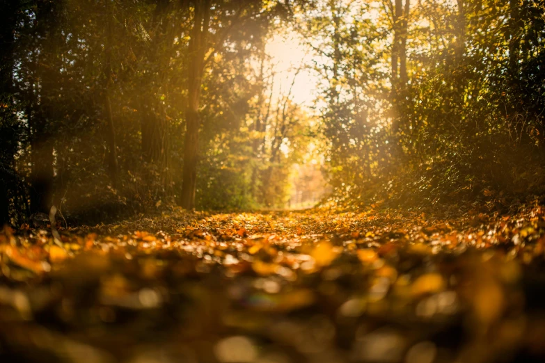 the forest is bathed by the sunshine shining through the trees